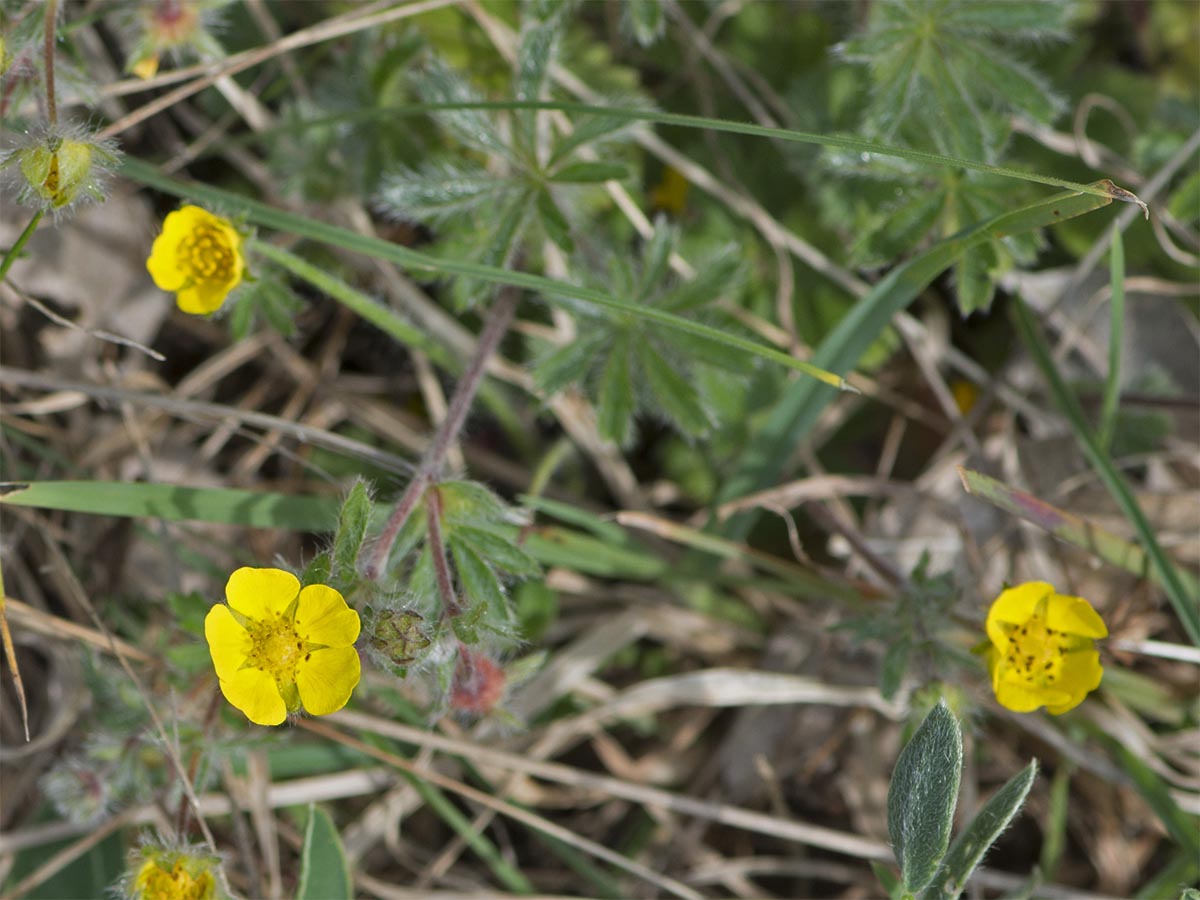 Potentilla australis